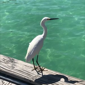 Meet your Posher, Anne